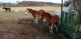 Ferme Equestre Les Coccinelles
