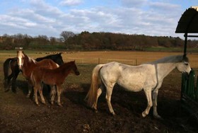Ferme Equestre Les Coccinelles