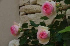 Bastide Des Jardins