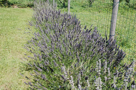 Ô Yourtes De Provence