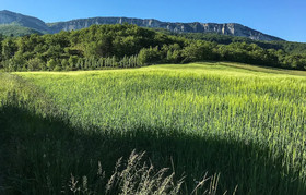 Les Hirondelles