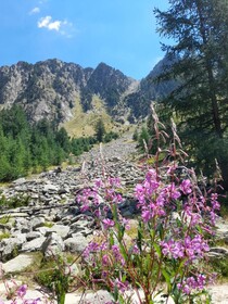 Stella Alpina