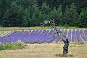 Domaine Des Gendalis