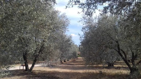 Les Mûriers D'engaspaty