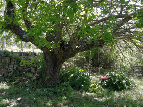 Les Mûriers D'engaspaty