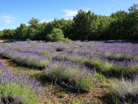 La Buisse
