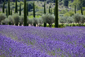 Domaine des Andéols