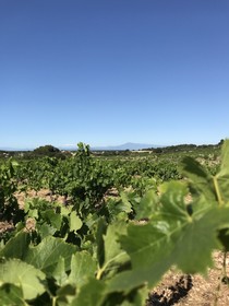 Mas de l'Acacia