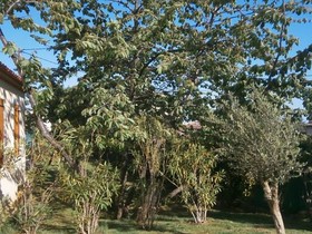 Les Cerisiers