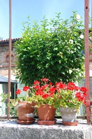 Le Clos De L'Oiselon
