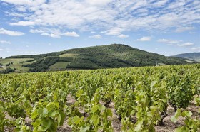 Citotel des Vignes