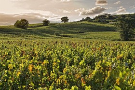 Citotel des Vignes