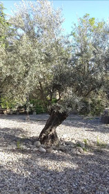 Domaine du Cros d'Auzon