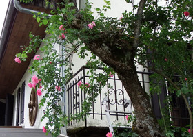 Hotel Auberge Camelia