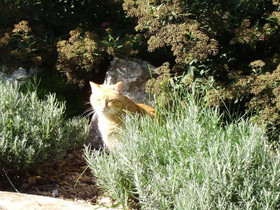 Le Petit Catelan