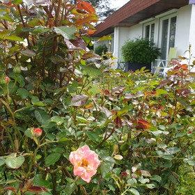 Les Jardins du Forez
