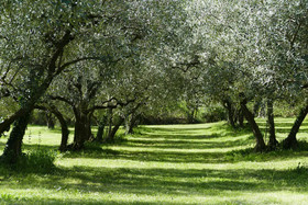 Domain Nyons Saint-Rimbert