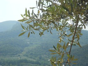 Le Domaine de L'Oliveraie
