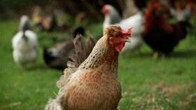 Merlin Farm Holiday Cottages