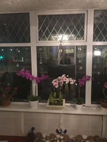 Jasmine House