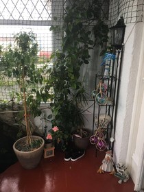 Jasmine House