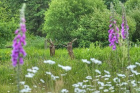 Orroland Holiday Cottages