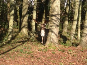 Birch Lodges