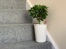 Buccleuch Apartment