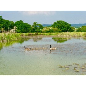 Shaftesbury Luxury Lodges