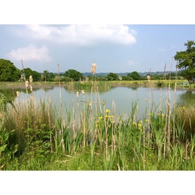 Shaftesbury Luxury Lodges