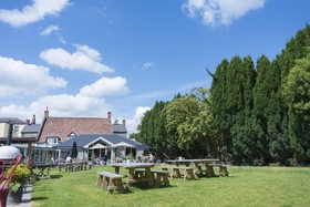 The Swan