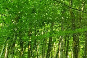 Tranquil Wells Retreat