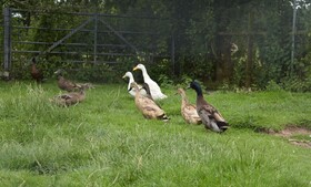 Cae Berllan Holiday Cottages