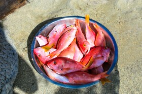 Hotel Carriacou Laurena
