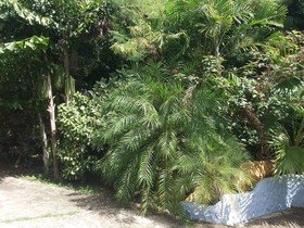 Condo Armonia