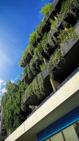 Bamboo Garden