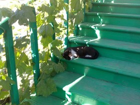 Green Stairs