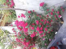 Guest House Svetlana