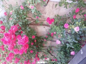 Guest House Svetlana