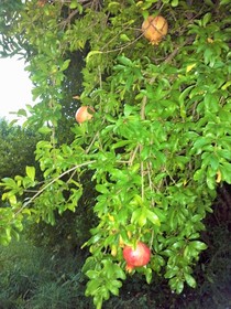 Marilena Apartments & Studios