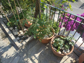 Corfu Pelekas Apartments