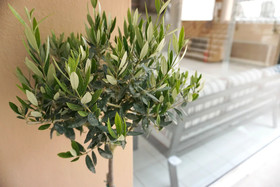 Dioni Hotel