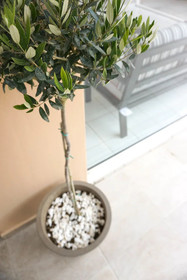 Dioni Hotel