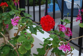 Renia Hotel