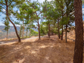 Villa Aura Pine