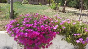 Minoa