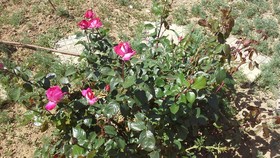 Minoa