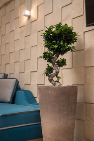 Agave Suites