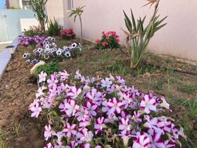 Sarpidon Suites