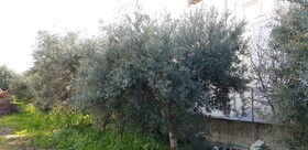 Zinovia